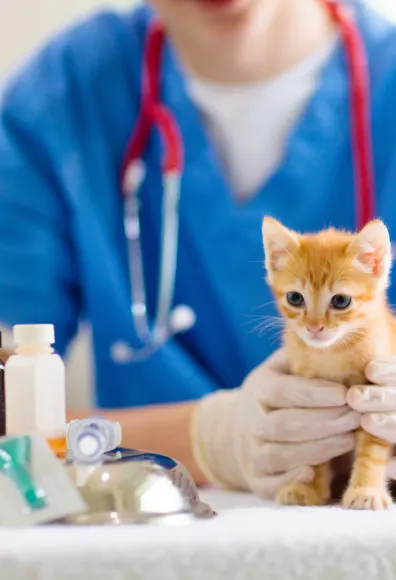 Close Up of Staff Holding Kitten Next to Medicine